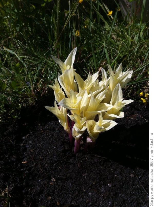 Елена,только Вы можете мне ответить:что это за цветок. Он найден в лесу. Пожалуйста не оставляйте это фото без коментариев,дикая природа иногда такие преподносит сюрпризы.