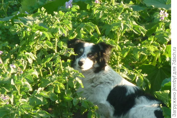 В чужом огороде