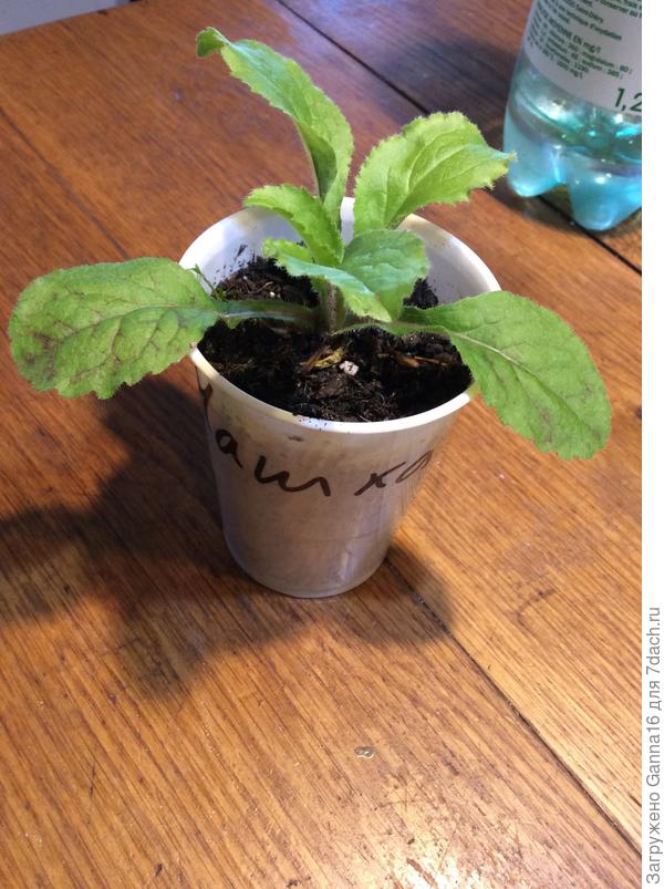 Будущая&quot; Чашка с блюдцем&quot; . Посев 1.02.17