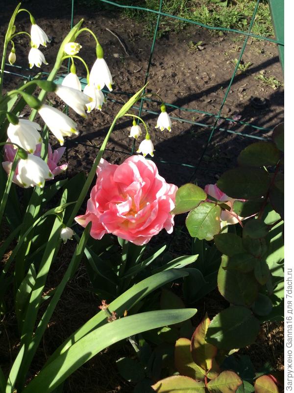 Ну и тюльпанчик за компанию