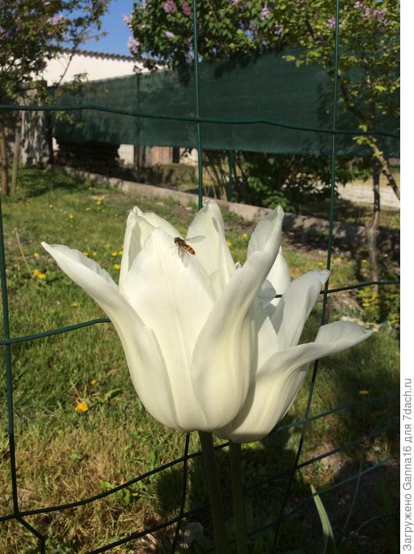 Не пчела - но похожа!