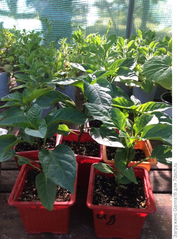 Corne de toro . Посев 1. 02. 17