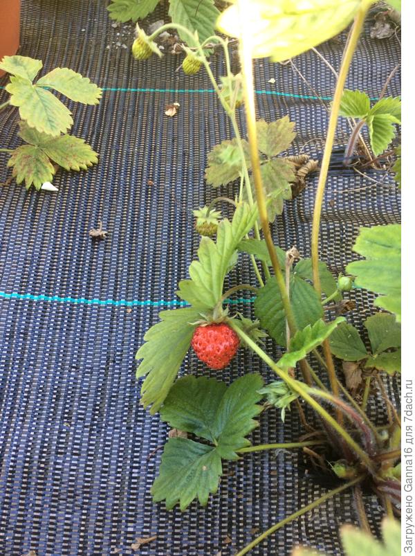 Первая. Как поделить?