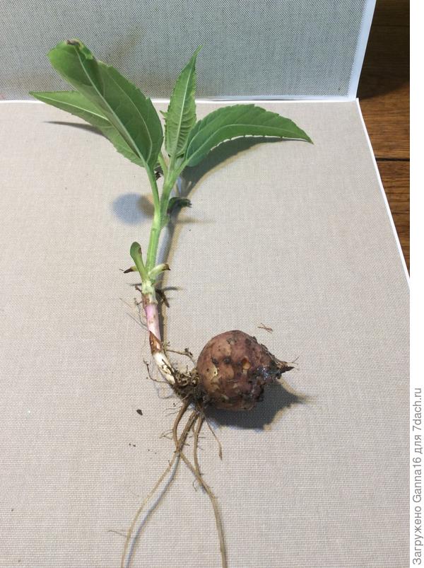 Топинамбур