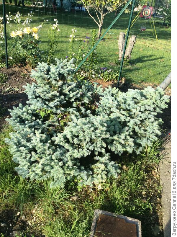 &quot;Голубая&quot; ёлочка. 5 лет.