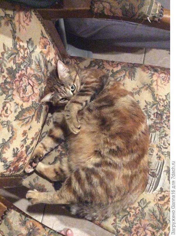 Что смотришь? Это мое место!