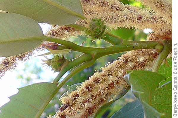 Каштан съедобный