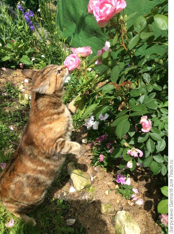Кошка Биз (что значит - поцелуй) намекает о необходимости удаления увядших цветов.