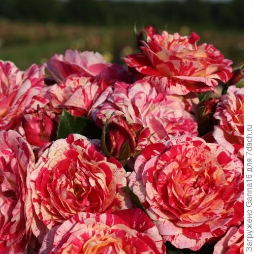 Сорт Abracadabra. Выведен в Германии Kordes. В 2014 году.