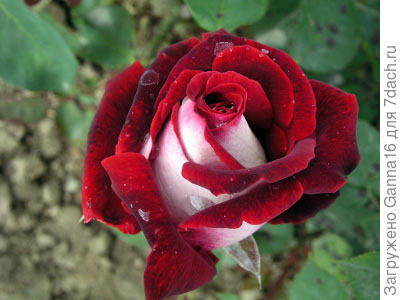 Osiria. Эту не нашла в &quot; своём&quot; магазине но у разных других фирм. Так что не совсем уверена.