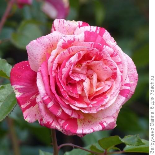 Broceliande. Гибрид .