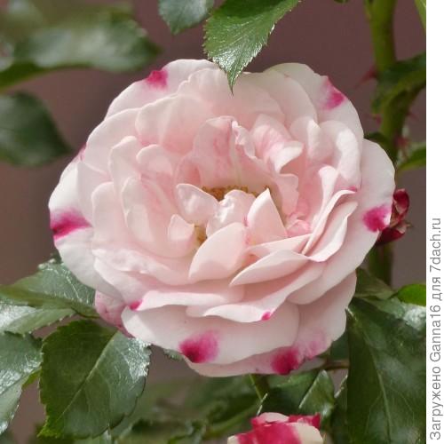 Rosenstadt Freising.  Тоже выведен в Германии.