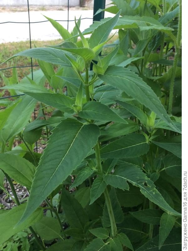 Монарда , вид сбоку