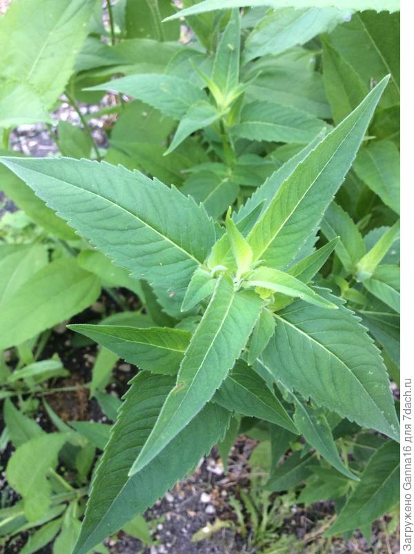 Monarda Gardenview Scarlet