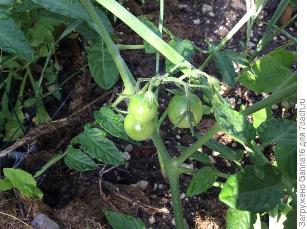 Помидоры черри