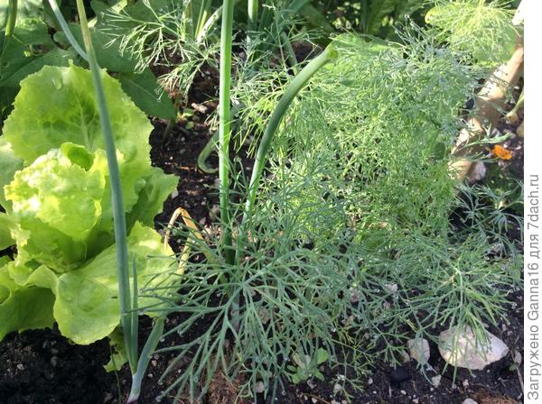 Зелень осчастливлена вчерашним дождём