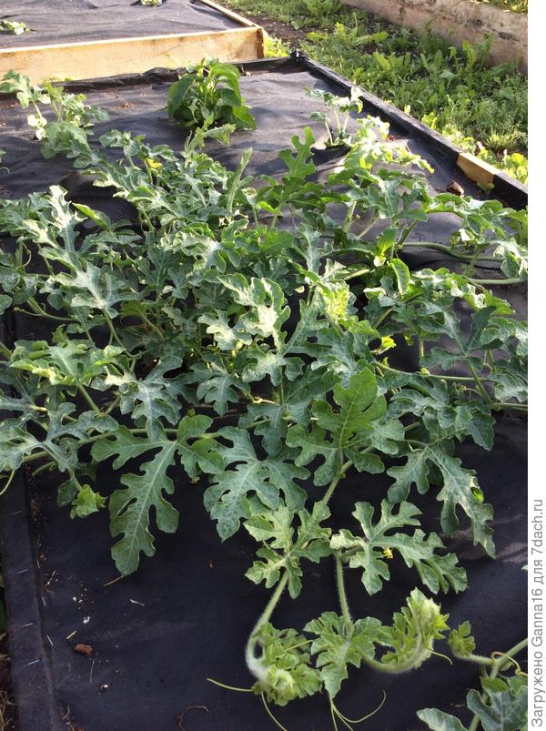 Если повезёт будут арбузы