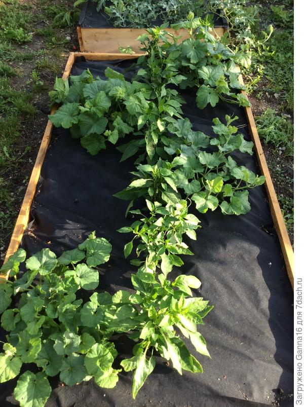 Перчик в компании дынек