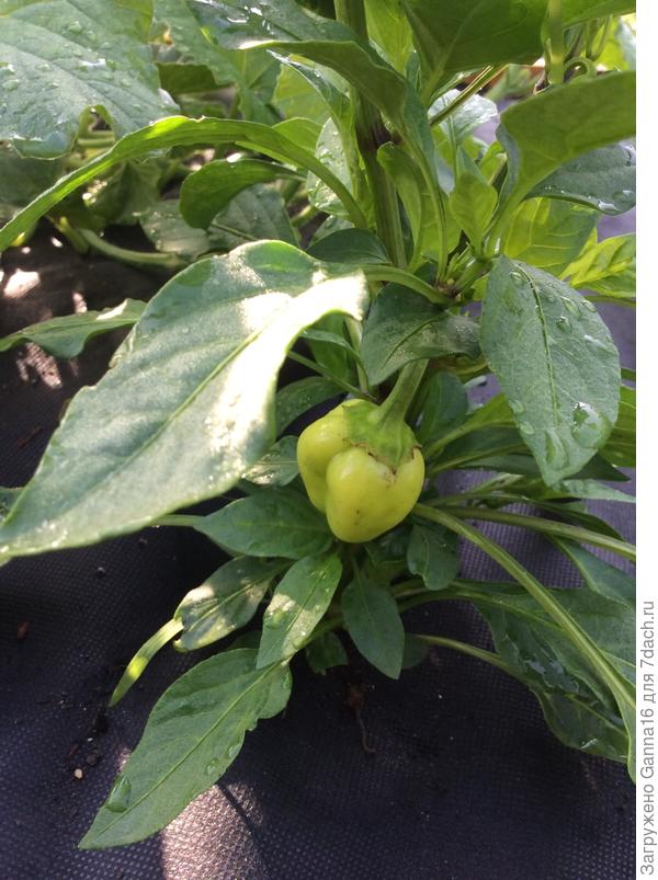 Перец , там же