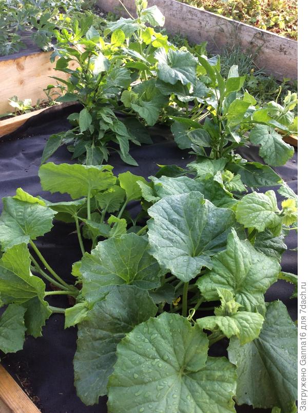 Дыня на тёплой грядке