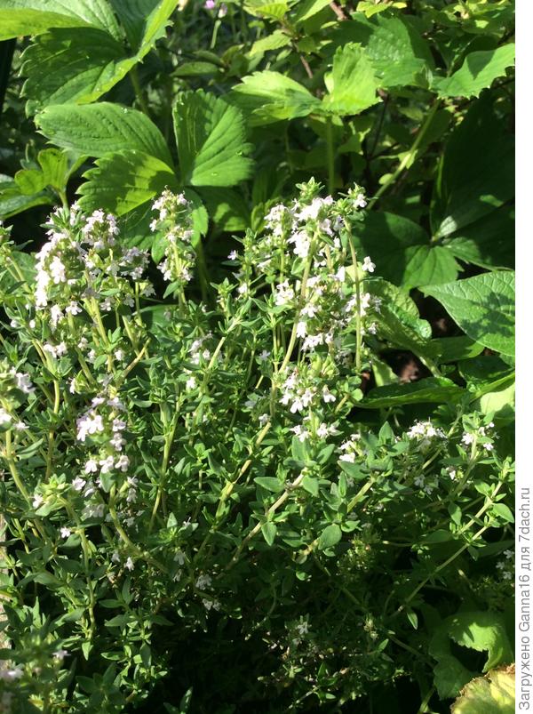 Радует тимьян