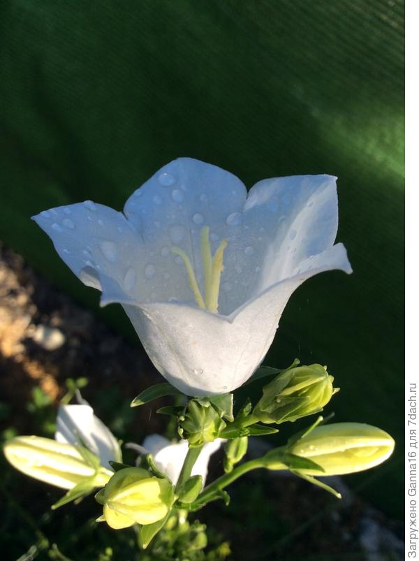 Персиколистный