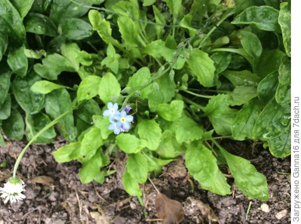 Голубой ( последняя в сезоне незабудка)