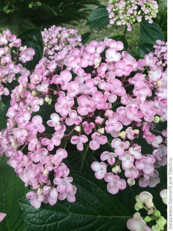 А это просто так, проходила мимо...