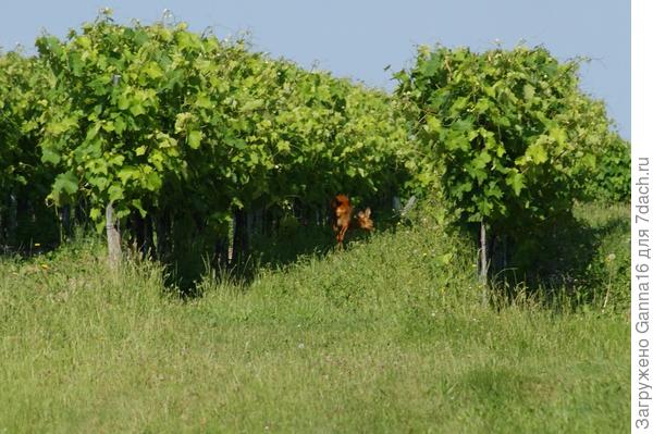 Biche . Не знаю как перевести.