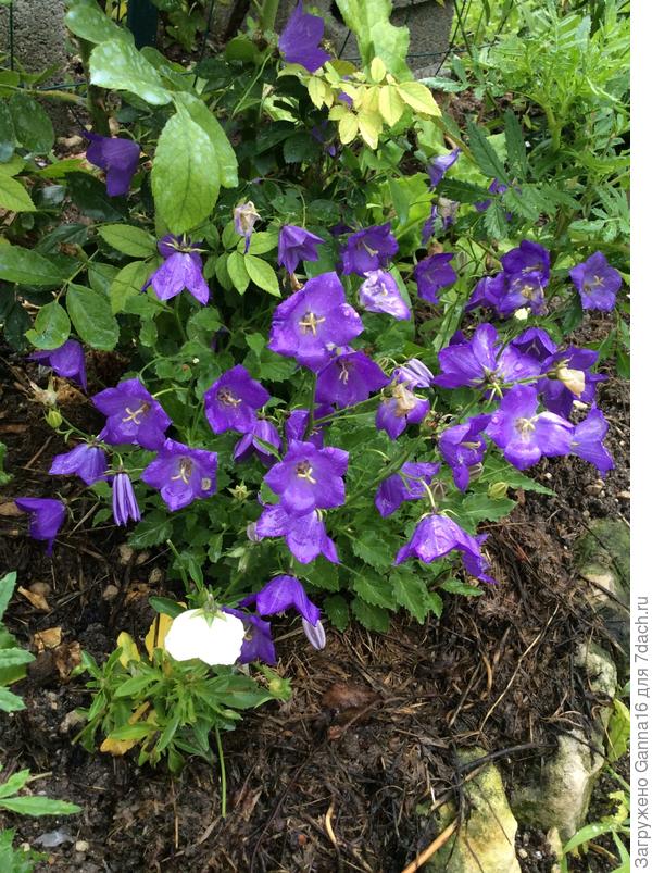 Колокольчики карпатские