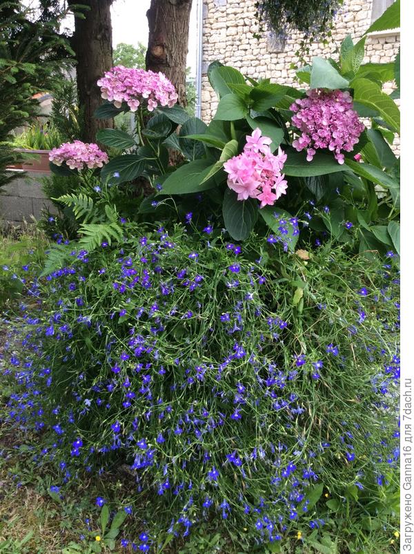 Гортензия +лобелия
