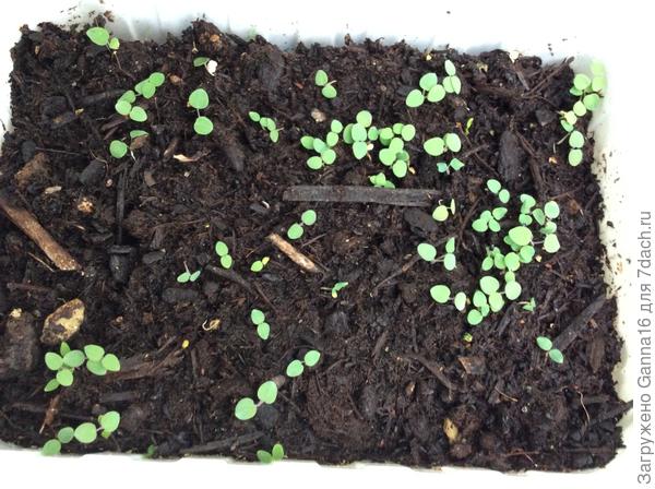 А это я уже семена собрала, посеяла. Взошли вот.