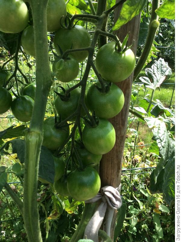 Черри. Скоро поспеют.