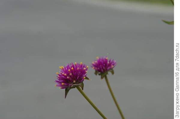 Из той же бочки