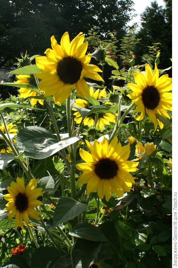 Пусть жизнь Ваша будет такой же солнечной как эти цветы