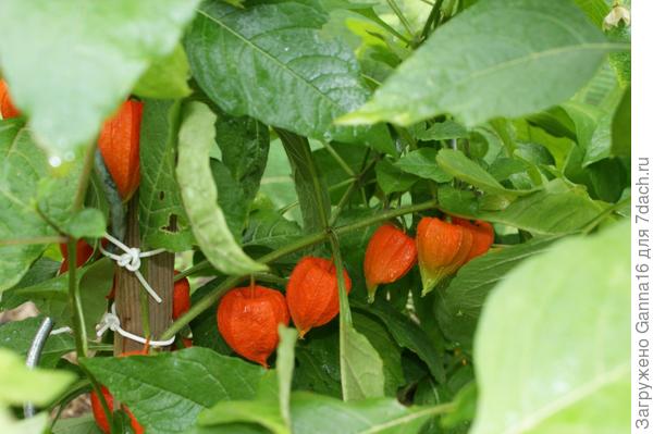 Физалис декоративный