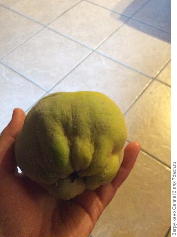 Вот такая, ещё зелёная.