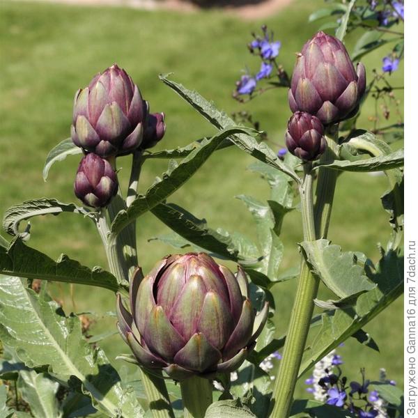 Фиолетовый