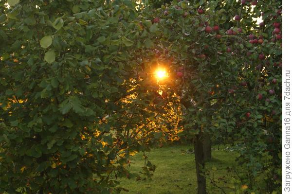 Солнышко в яблоках