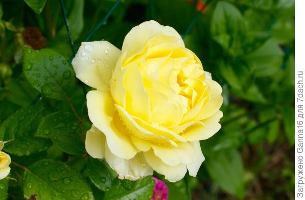 Хорошего дня!