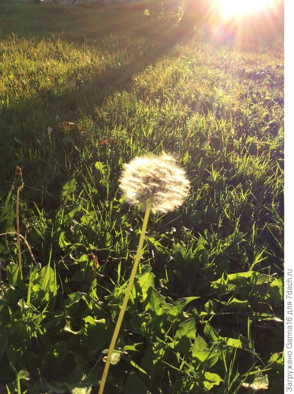 У нас тоже одуванчики ещё есть