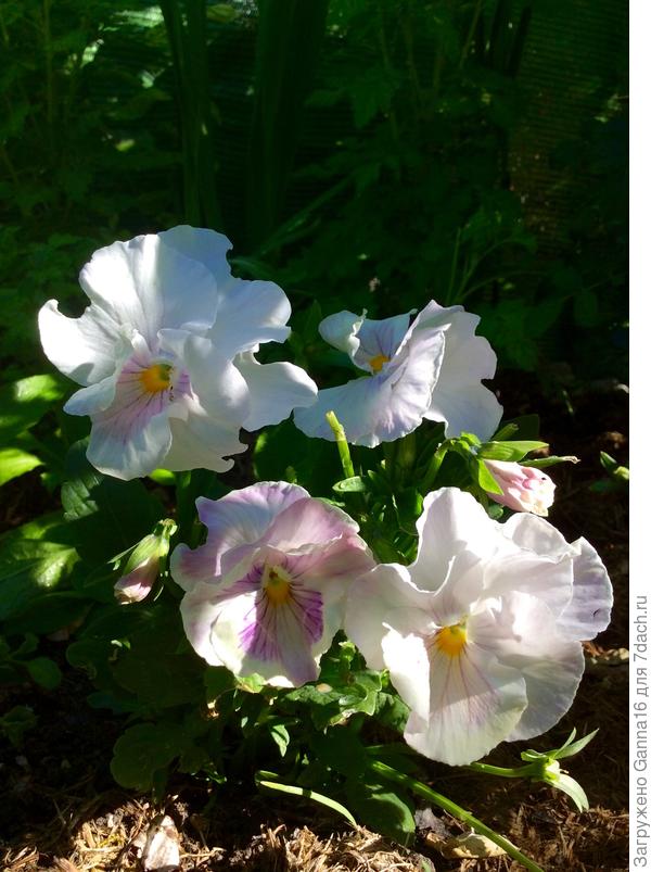 С мыслью о весне...