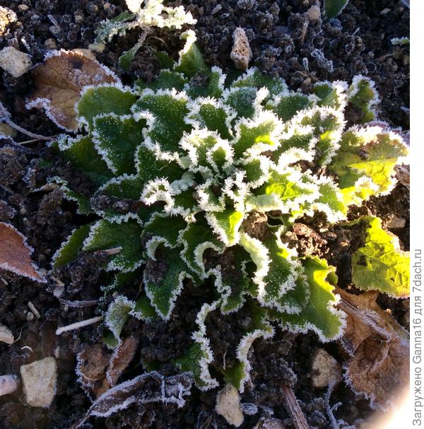 &quot; Зимняя роза &quot;