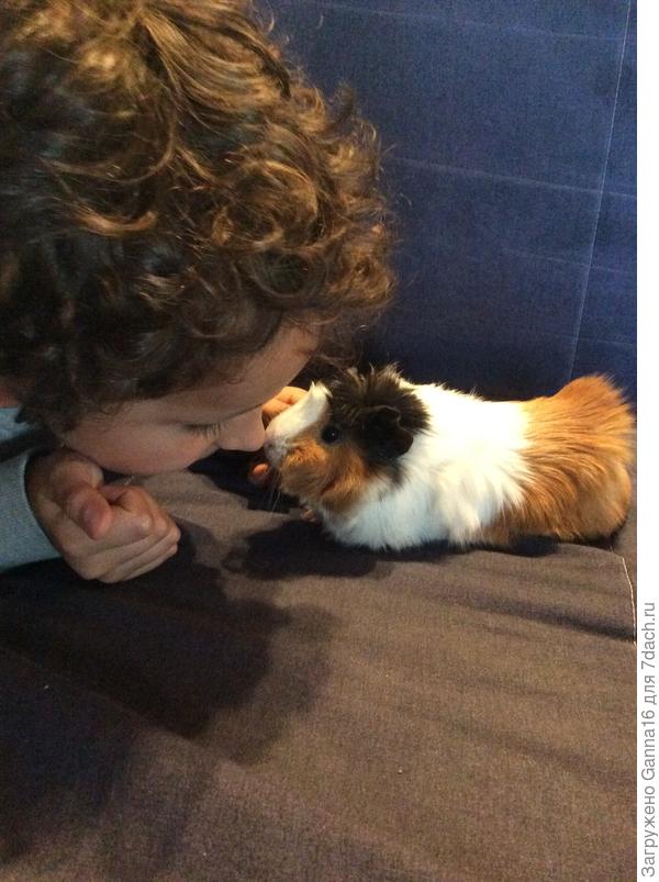 Школьная морская свинка Лили