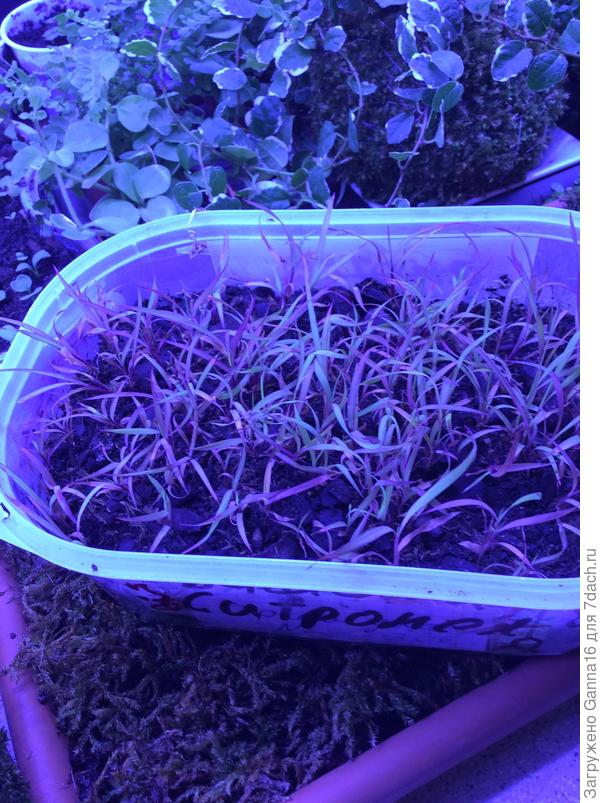 В цвете фитолампы