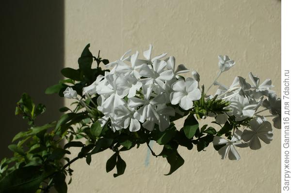 Он ( или оно? ) же