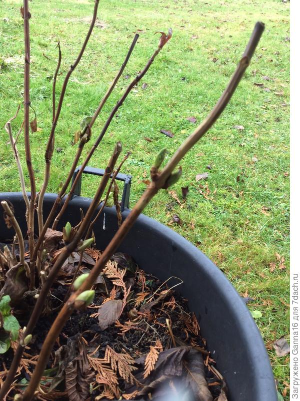 Гортензия, зараза, собралась расти...