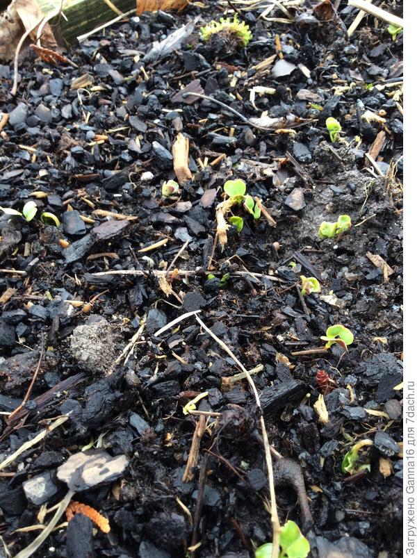 Прорастает редиска в ОГ