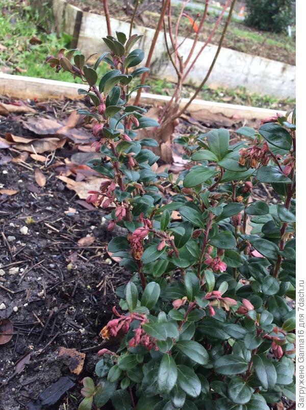 Пытается зацвести брусника . И что ей не имется? Отдыхать надо...