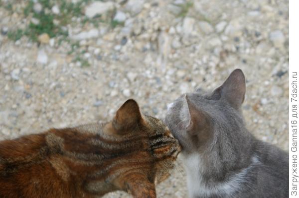 Чмоки-чмоки